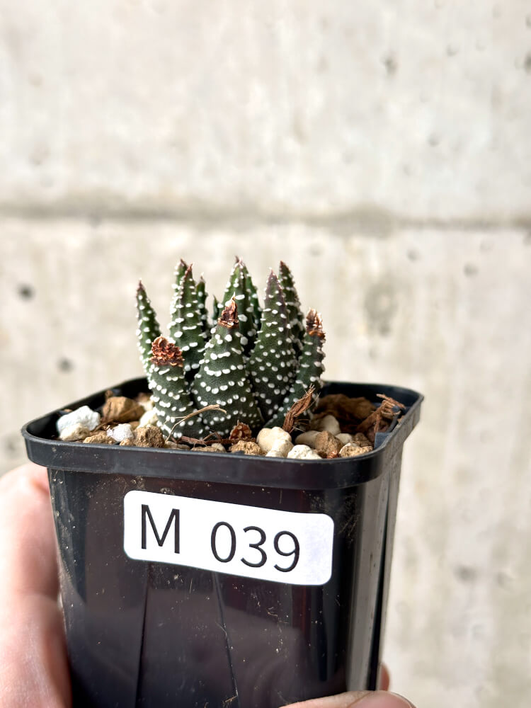 【現品限り】ハオルチア・プミラ・ドーナツ【M39】 Haworthia pumila Donuts