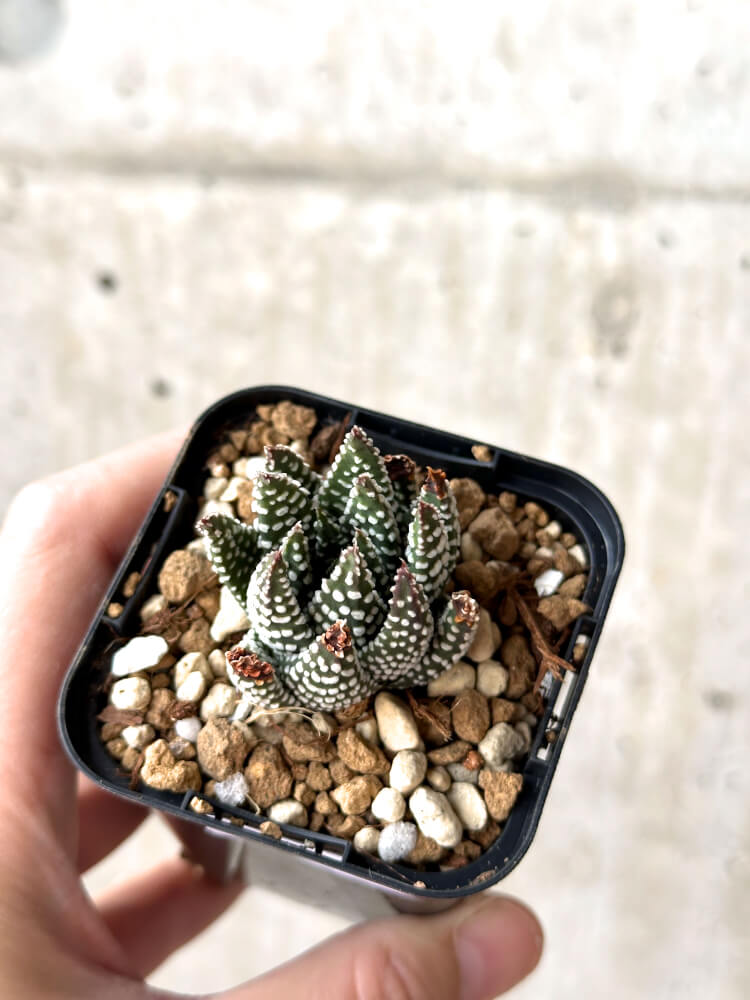 【現品限り】ハオルチア・プミラ・ドーナツ【M39】 Haworthia pumila Donuts