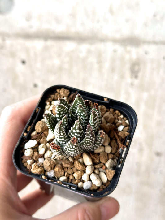 【現品限り】ハオルチア・プミラ・ドーナツ【M39】 Haworthia pumila Donuts