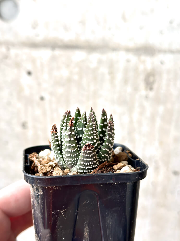 現品限り】ハオルチア・プミラ・ドーナツ【M39】 Haworthia pumila
