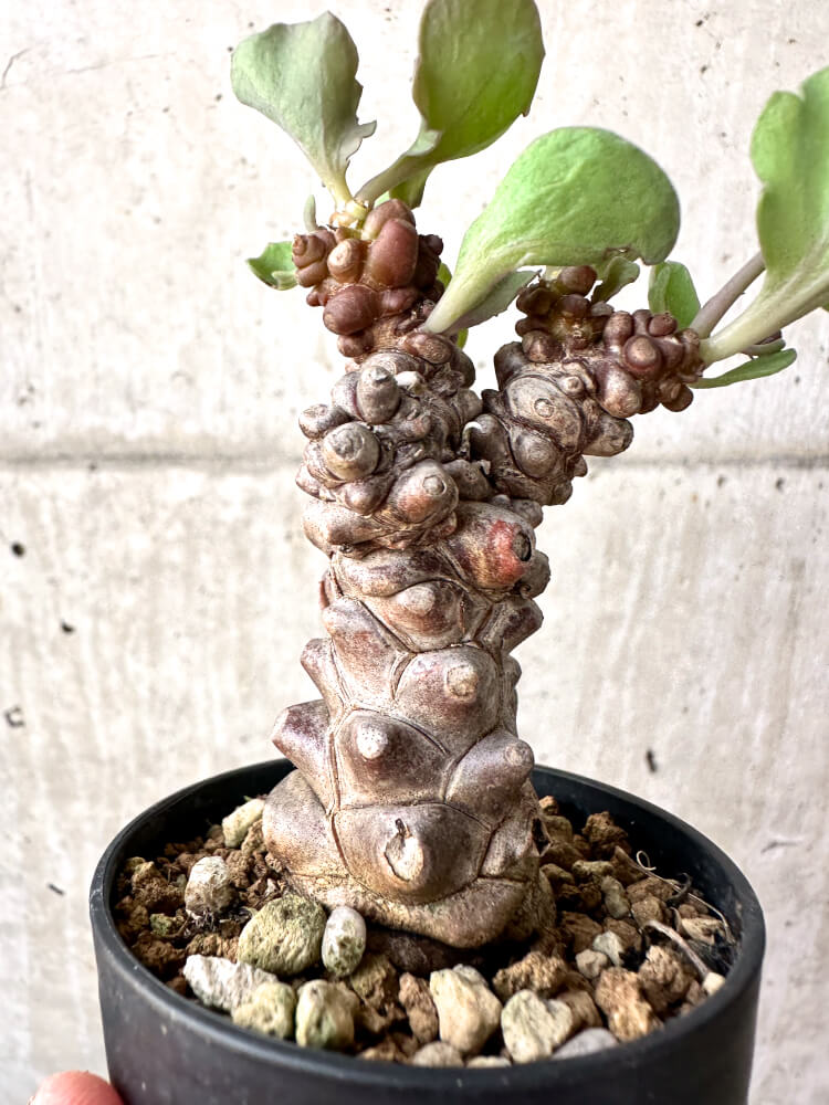 現品限り】オトンナ・ヘレー 蛮鬼塔【M3】 Othonna herrei 塊根植物