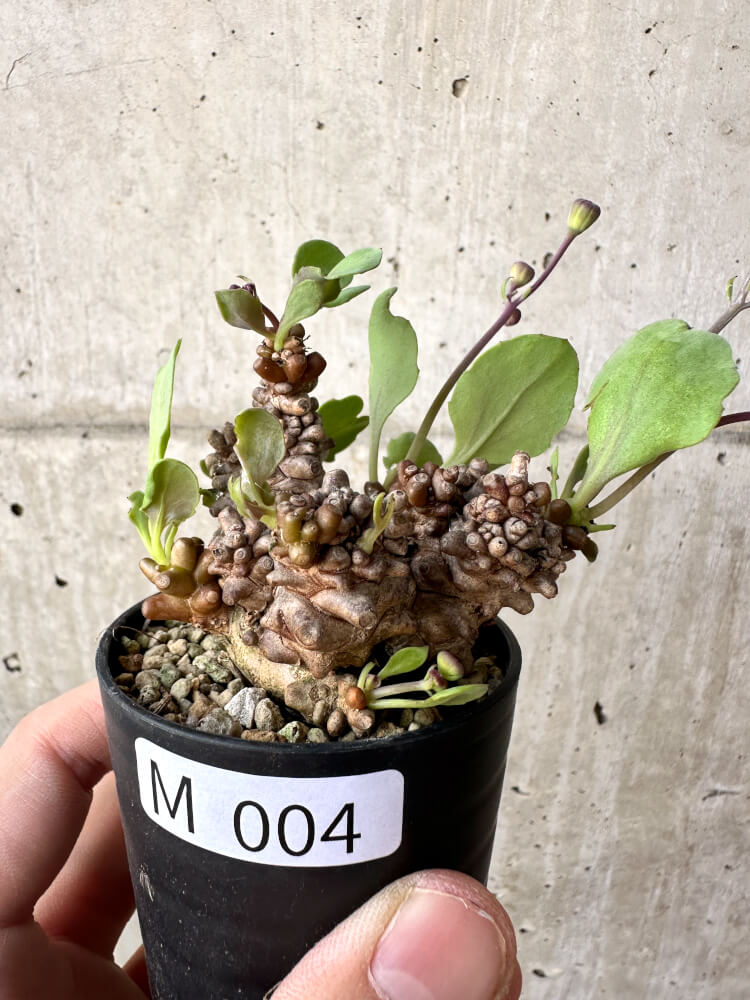 【現品限り】オトンナ・ヘレー 蛮鬼塔【M4】 Othonna herrei