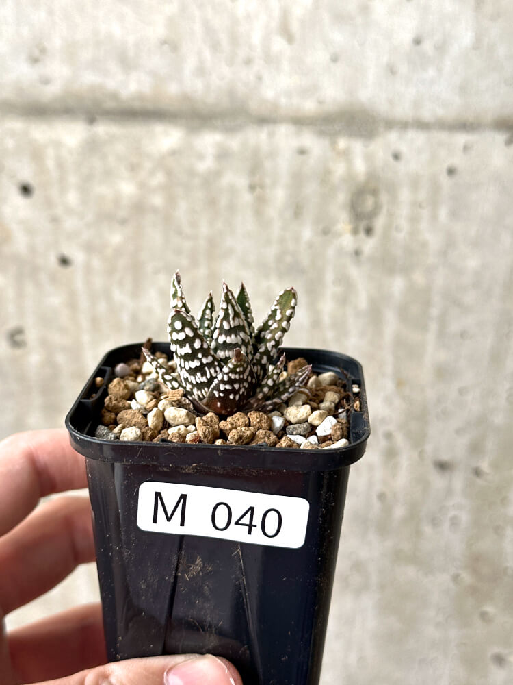【現品限り】ハオルチア・プミラ・ドーナツ【M40】 Haworthia pumila Donuts