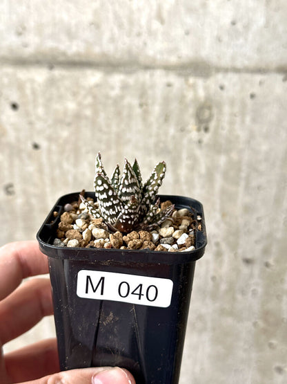 【現品限り】ハオルチア・プミラ・ドーナツ【M40】 Haworthia pumila Donuts