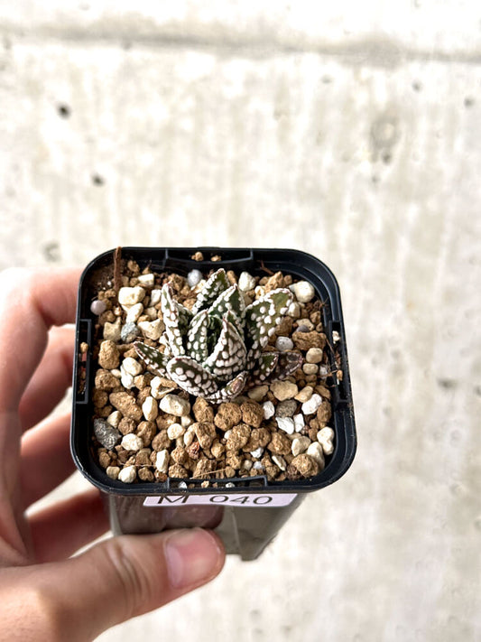 【現品限り】ハオルチア・プミラ・ドーナツ【M40】 Haworthia pumila Donuts
