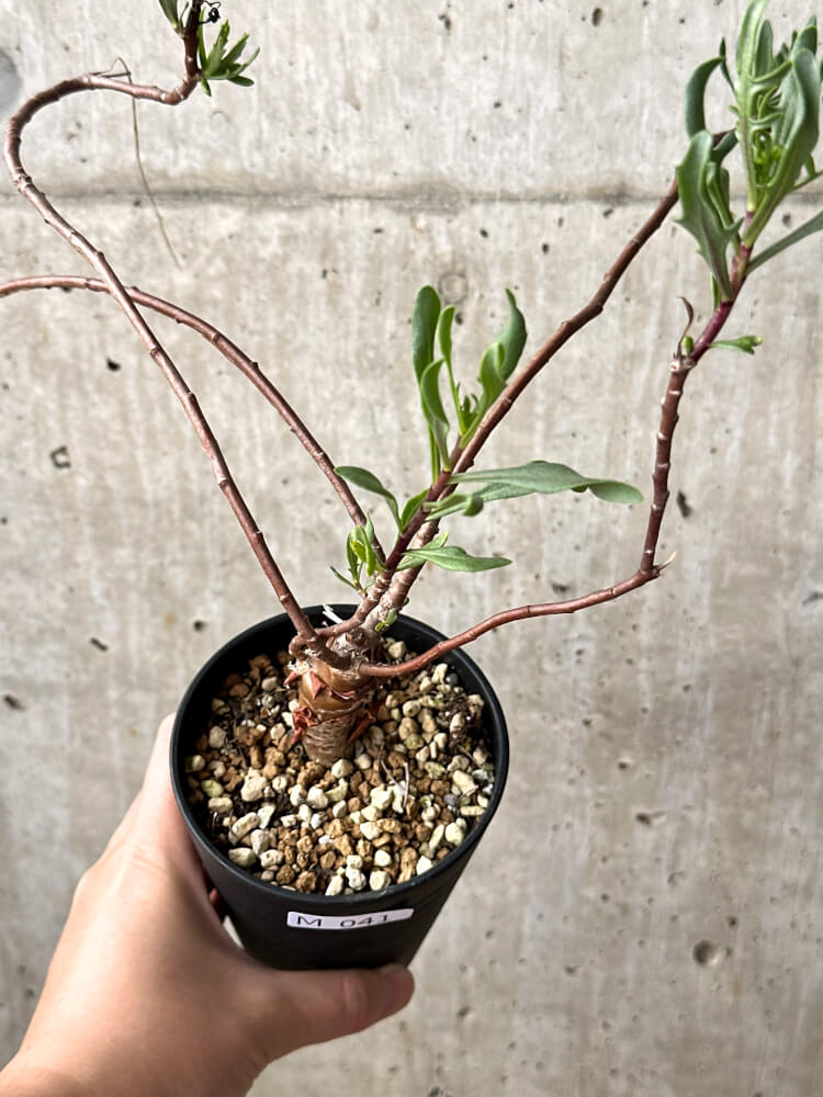 【現品限り】オトンナ・ロバタ【M41】 Othonna lobata