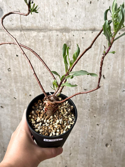 【現品限り】オトンナ・ロバタ【M41】 Othonna lobata