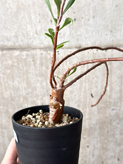 【現品限り】オトンナ・ロバタ【M41】 Othonna lobata