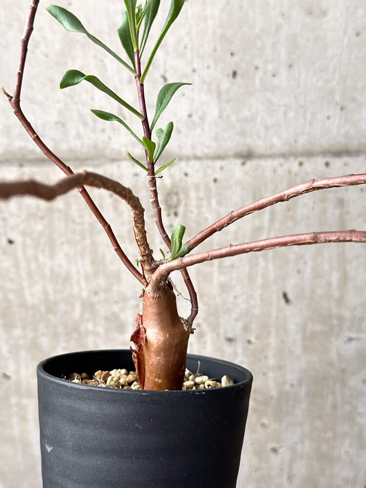 【現品限り】オトンナ・ロバタ【M41】 Othonna lobata