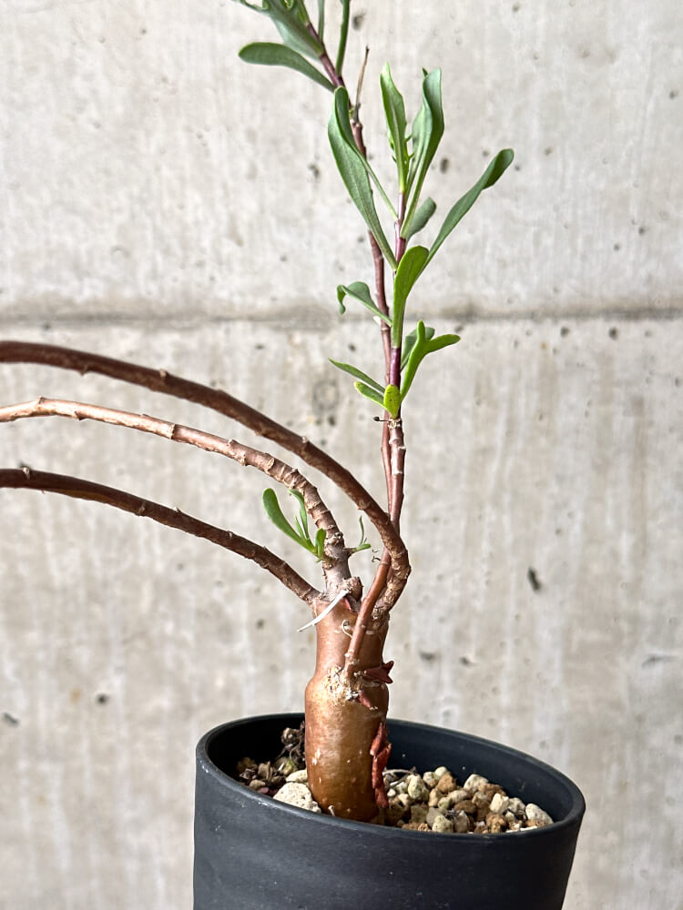 【現品限り】オトンナ・ロバタ【M41】 Othonna lobata