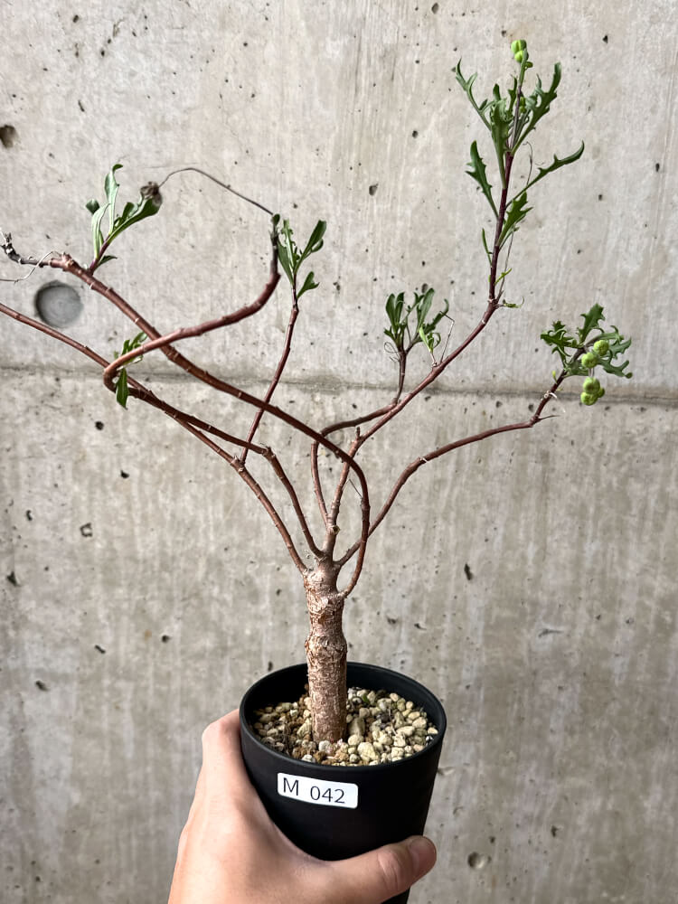 【現品限り】オトンナ・ロバタ【M42】 Othonna lobata