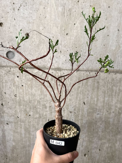 【現品限り】オトンナ・ロバタ【M42】 Othonna lobata