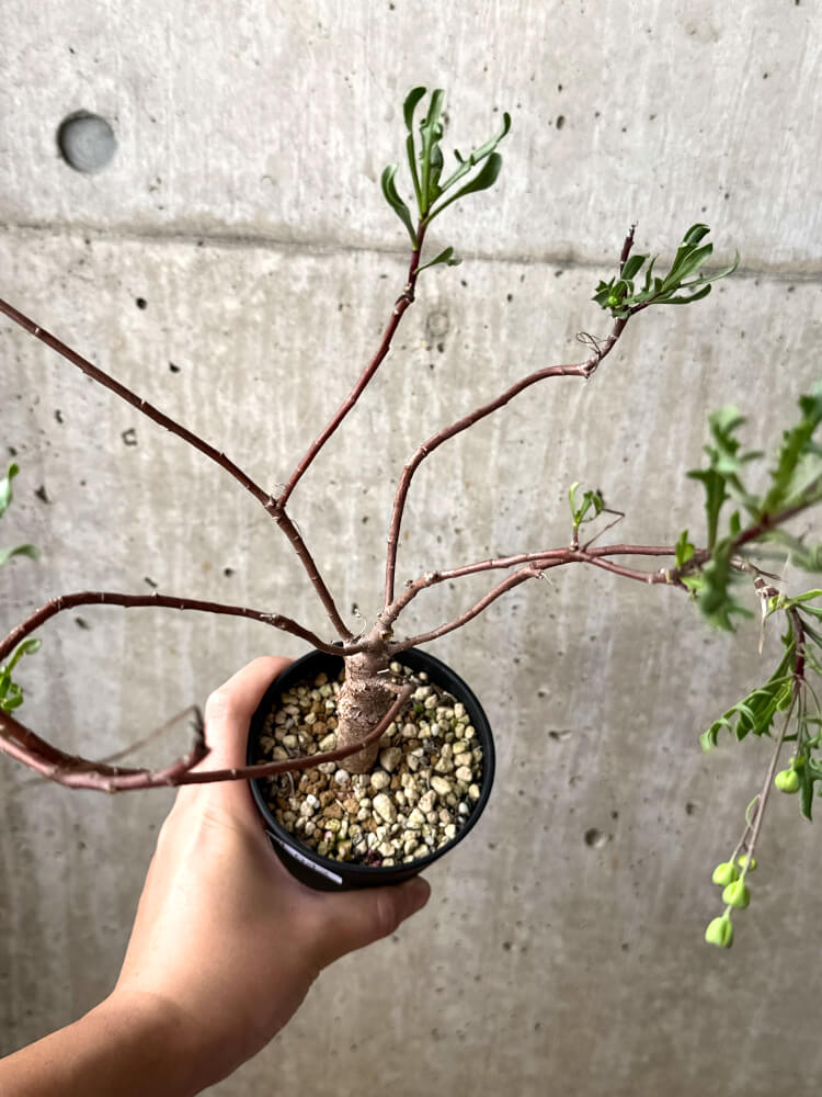 【現品限り】オトンナ・ロバタ【M42】 Othonna lobata