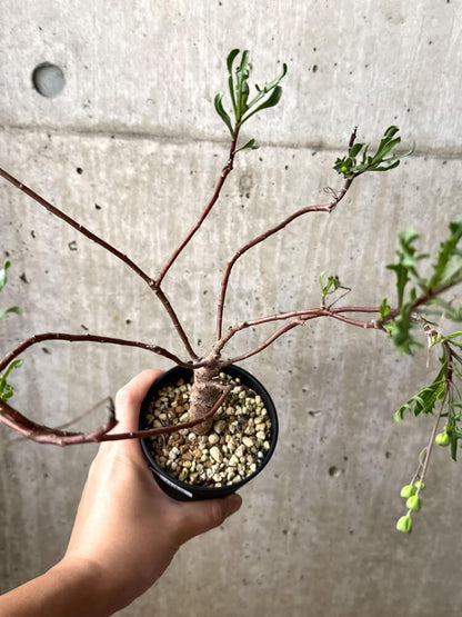 【現品限り】オトンナ・ロバタ【M42】 Othonna lobata