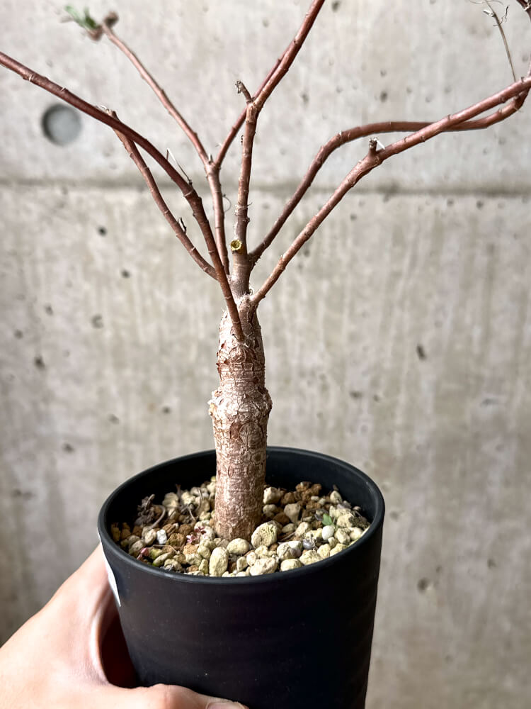 【現品限り】オトンナ・ロバタ【M42】 Othonna lobata