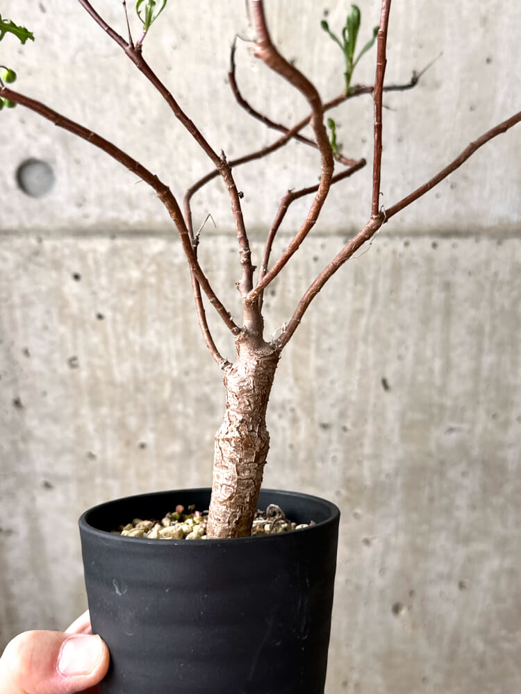 【現品限り】オトンナ・ロバタ【M42】 Othonna lobata