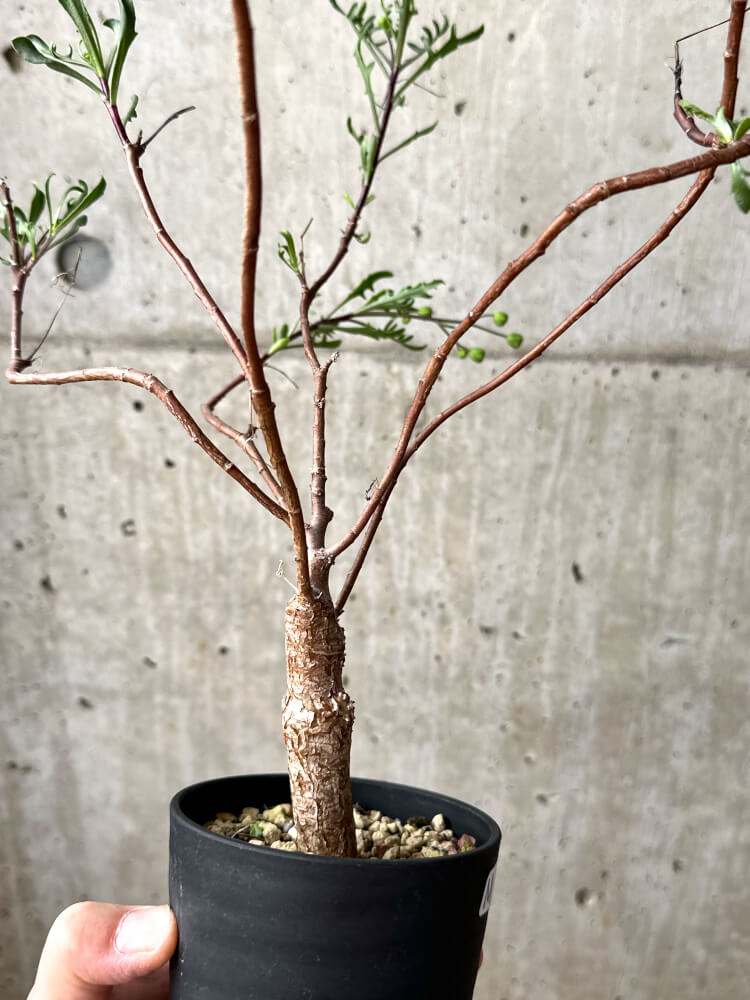 【現品限り】オトンナ・ロバタ【M42】 Othonna lobata