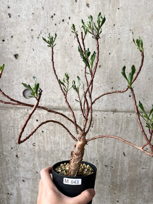 【現品限り】オトンナ・ロバタ【M43】 Othonna lobata