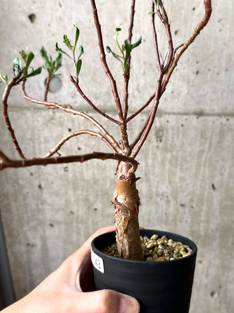【現品限り】オトンナ・ロバタ【M43】 Othonna lobata