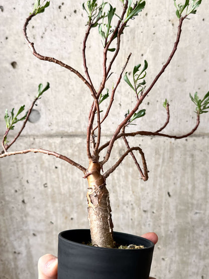 【現品限り】オトンナ・ロバタ【M43】 Othonna lobata