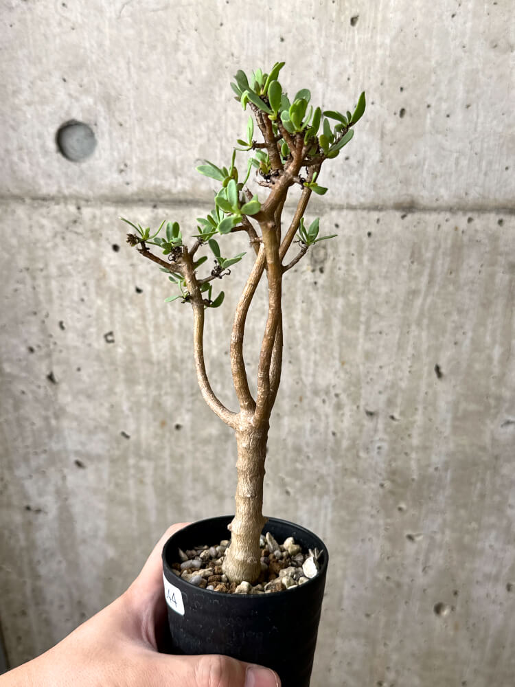 【現品限り】オトンナ・アルブスクラ【M44】 Othonna arbuscula
