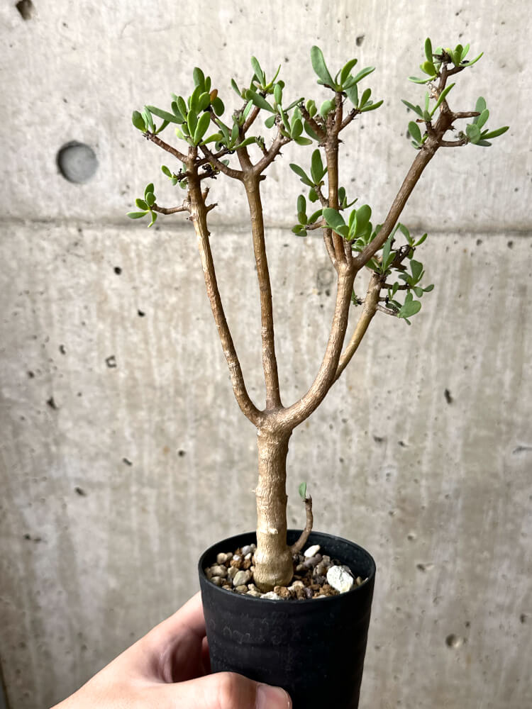 【現品限り】オトンナ・アルブスクラ【M44】 Othonna arbuscula