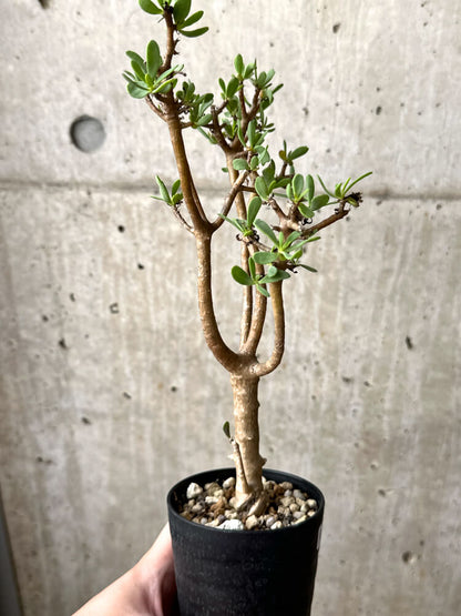 【現品限り】オトンナ・アルブスクラ【M44】 Othonna arbuscula