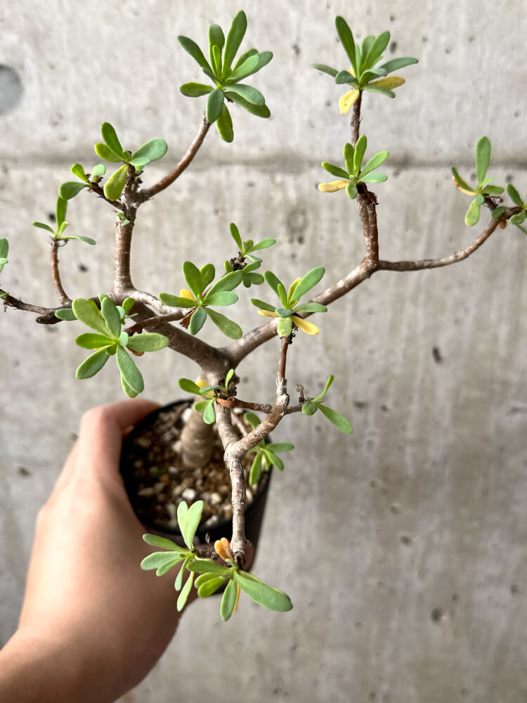 現品限り】オトンナ・アルブスクラ【M45】 Othonna arbuscula 塊根植物