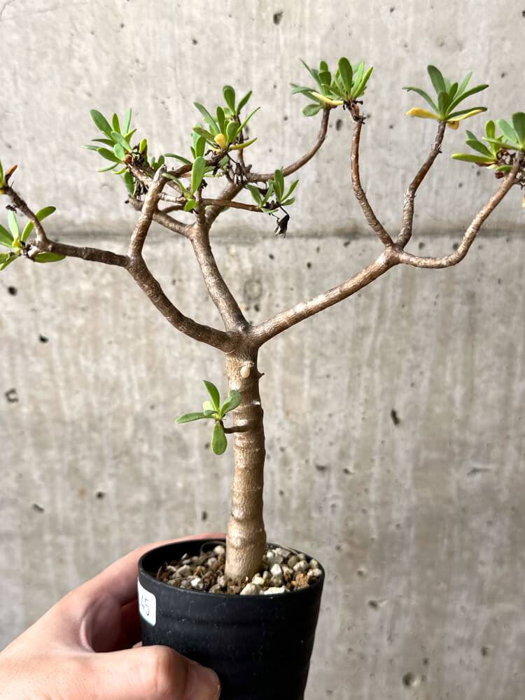 【現品限り】オトンナ・アルブスクラ【M45】 Othonna arbuscula