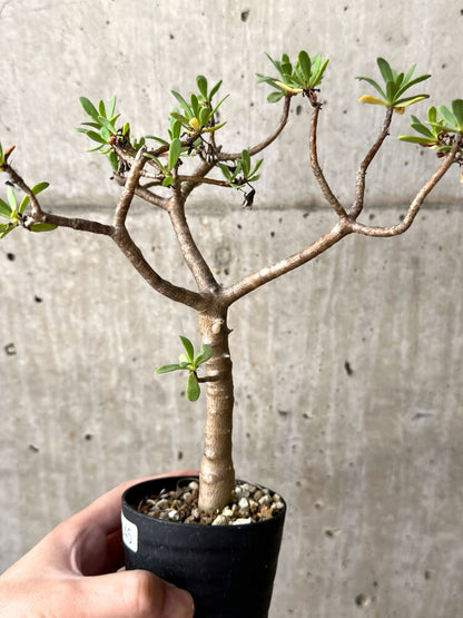 【現品限り】オトンナ・アルブスクラ【M45】 Othonna arbuscula