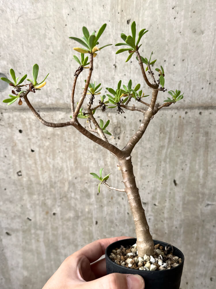 【現品限り】オトンナ・アルブスクラ【M45】 Othonna arbuscula