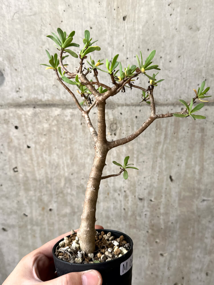 【現品限り】オトンナ・アルブスクラ【M45】 Othonna arbuscula