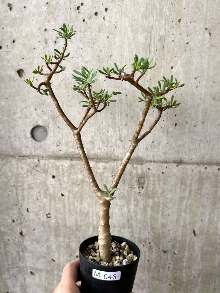 【現品限り】オトンナ・アルブスクラ【M46】 Othonna arbuscula