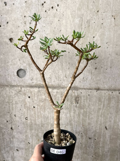 【現品限り】オトンナ・アルブスクラ【M46】 Othonna arbuscula