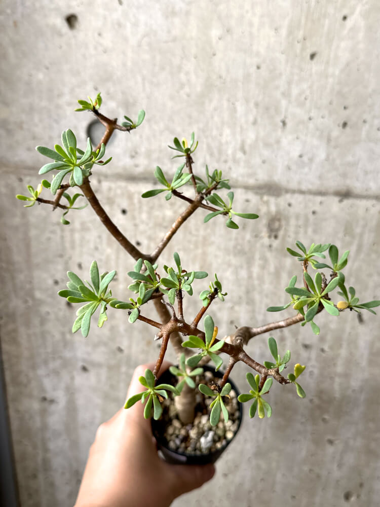 【現品限り】オトンナ・アルブスクラ【M46】 Othonna arbuscula