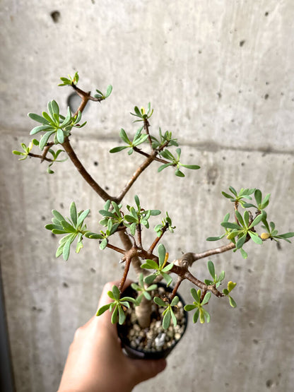 【現品限り】オトンナ・アルブスクラ【M46】 Othonna arbuscula