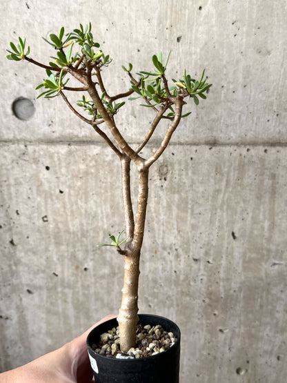 【現品限り】オトンナ・アルブスクラ【M46】 Othonna arbuscula