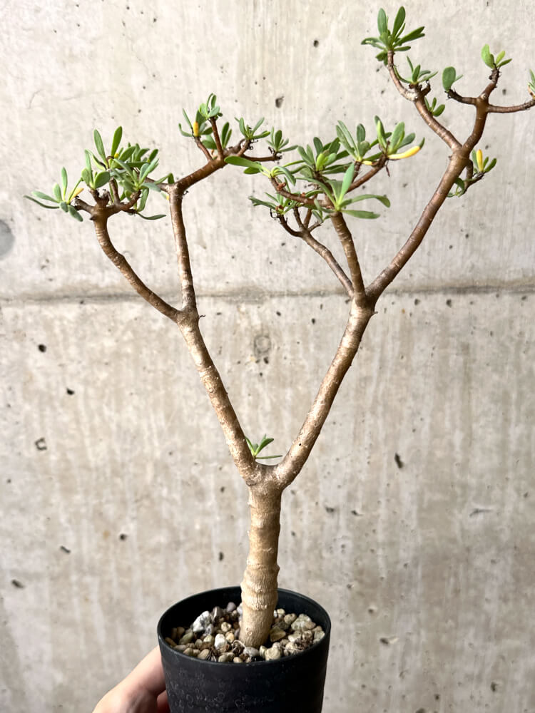 【現品限り】オトンナ・アルブスクラ【M46】 Othonna arbuscula