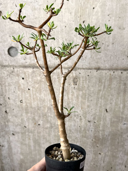 【現品限り】オトンナ・アルブスクラ【M46】 Othonna arbuscula