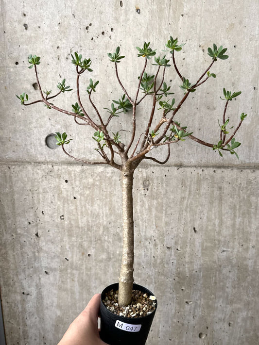 【現品限り】オトンナ・アルブスクラ【M47】 Othonna arbuscula