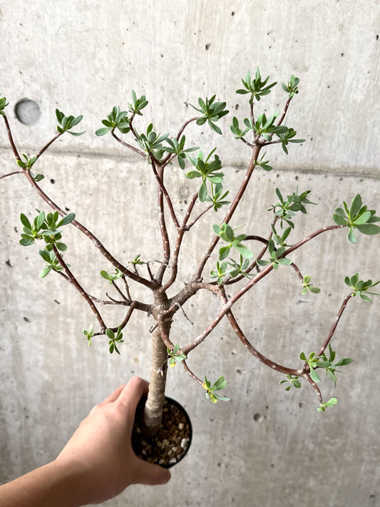 【現品限り】オトンナ・アルブスクラ【M47】 Othonna arbuscula