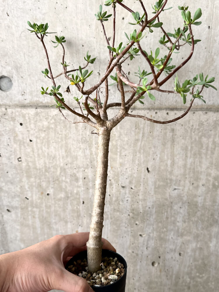 【現品限り】オトンナ・アルブスクラ【M47】 Othonna arbuscula