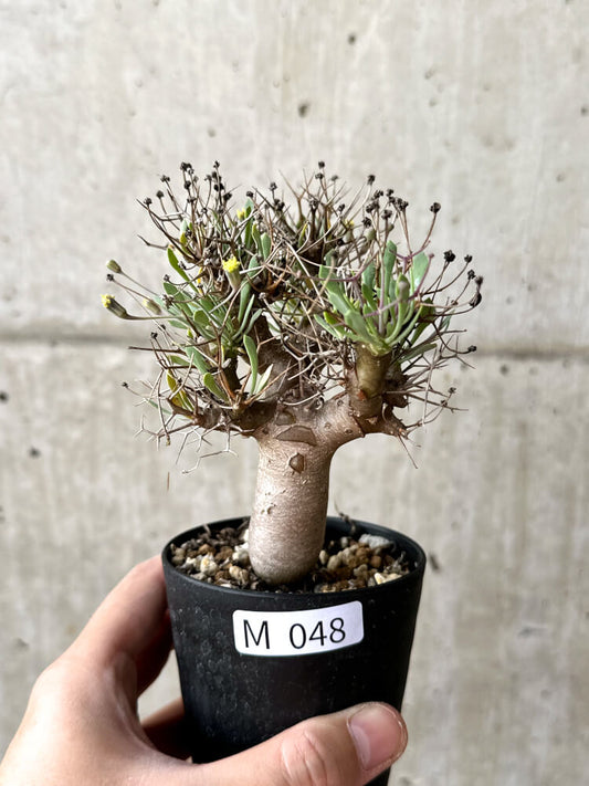 【現品限り】オトンナ・ユーフォルビオイデス【M48】 Othonna euphorbioides
