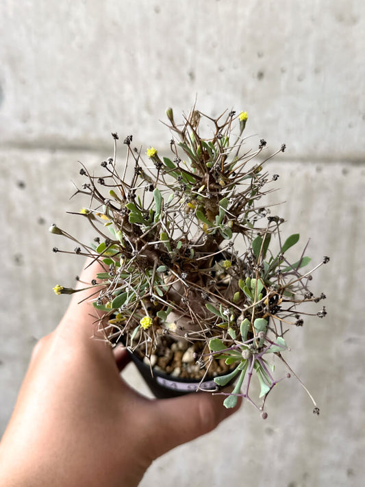 【現品限り】オトンナ・ユーフォルビオイデス【M48】 Othonna euphorbioides
