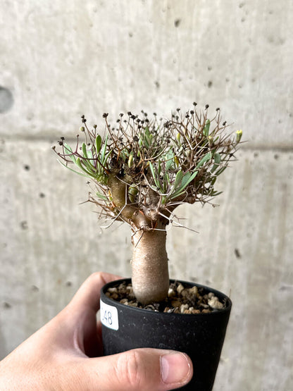 【現品限り】オトンナ・ユーフォルビオイデス【M48】 Othonna euphorbioides
