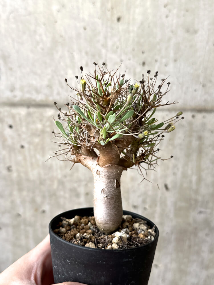 【現品限り】オトンナ・ユーフォルビオイデス【M48】 Othonna euphorbioides