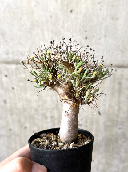 【現品限り】オトンナ・ユーフォルビオイデス【M48】 Othonna euphorbioides