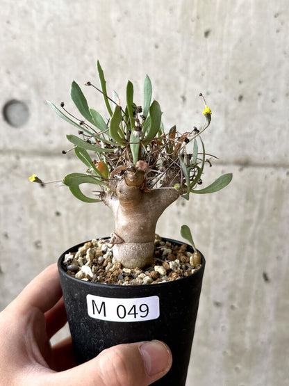 【現品限り】オトンナ・ユーフォルビオイデス【M49】 Othonna euphorbioides