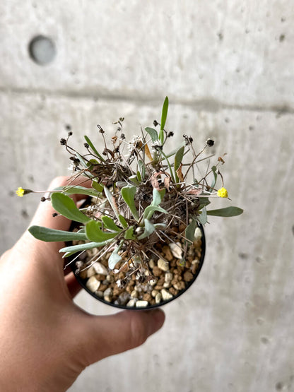 【現品限り】オトンナ・ユーフォルビオイデス【M49】 Othonna euphorbioides