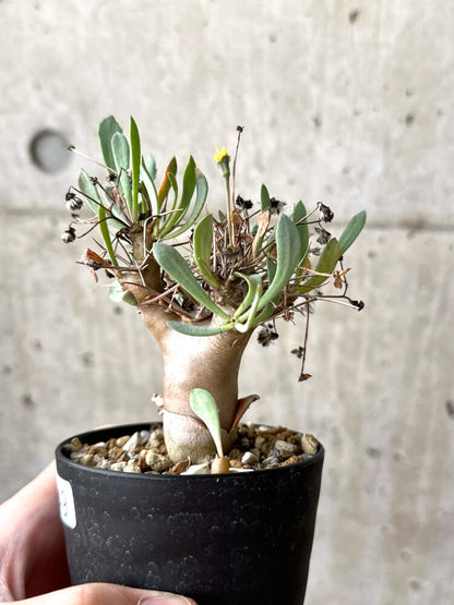 【現品限り】オトンナ・ユーフォルビオイデス【M49】 Othonna euphorbioides